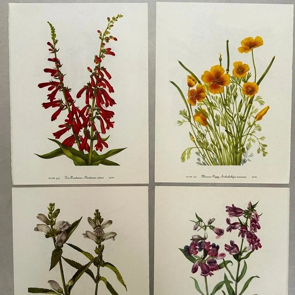 Ephemera Pack of Vintage Pages of Beautiful Botanical Prints of Flowers & Plants